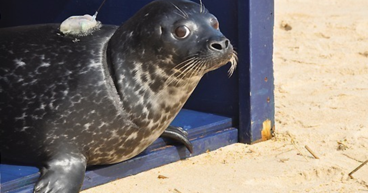 aquadopt-sea-turtle Heal the Seals, donate to National Aquarium
